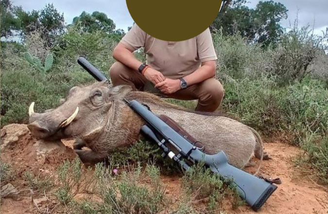 Management warthog taken during a hunting safari in South Africa
