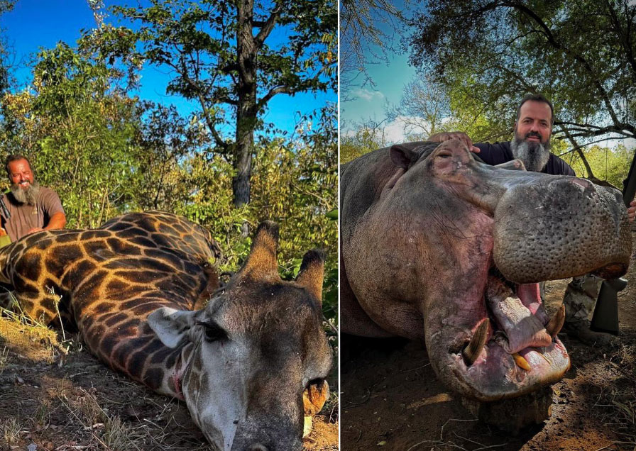 Black Giraffe and Hippo trophies hunted during the Limpopo safari adventure